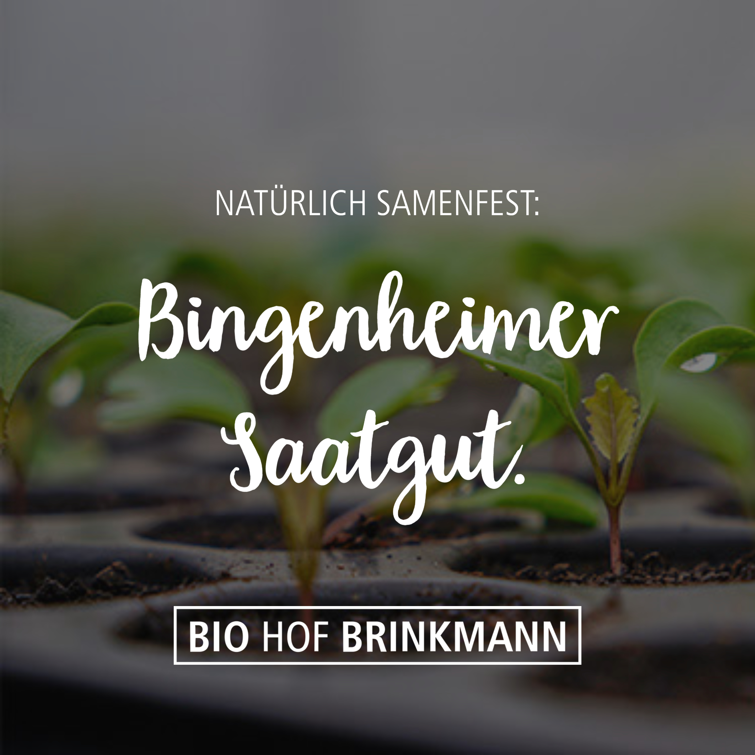 Samenfestes Saatgut & Steckzwiebeln. · Bio Hof Brinkmann ein Zukunftsort.