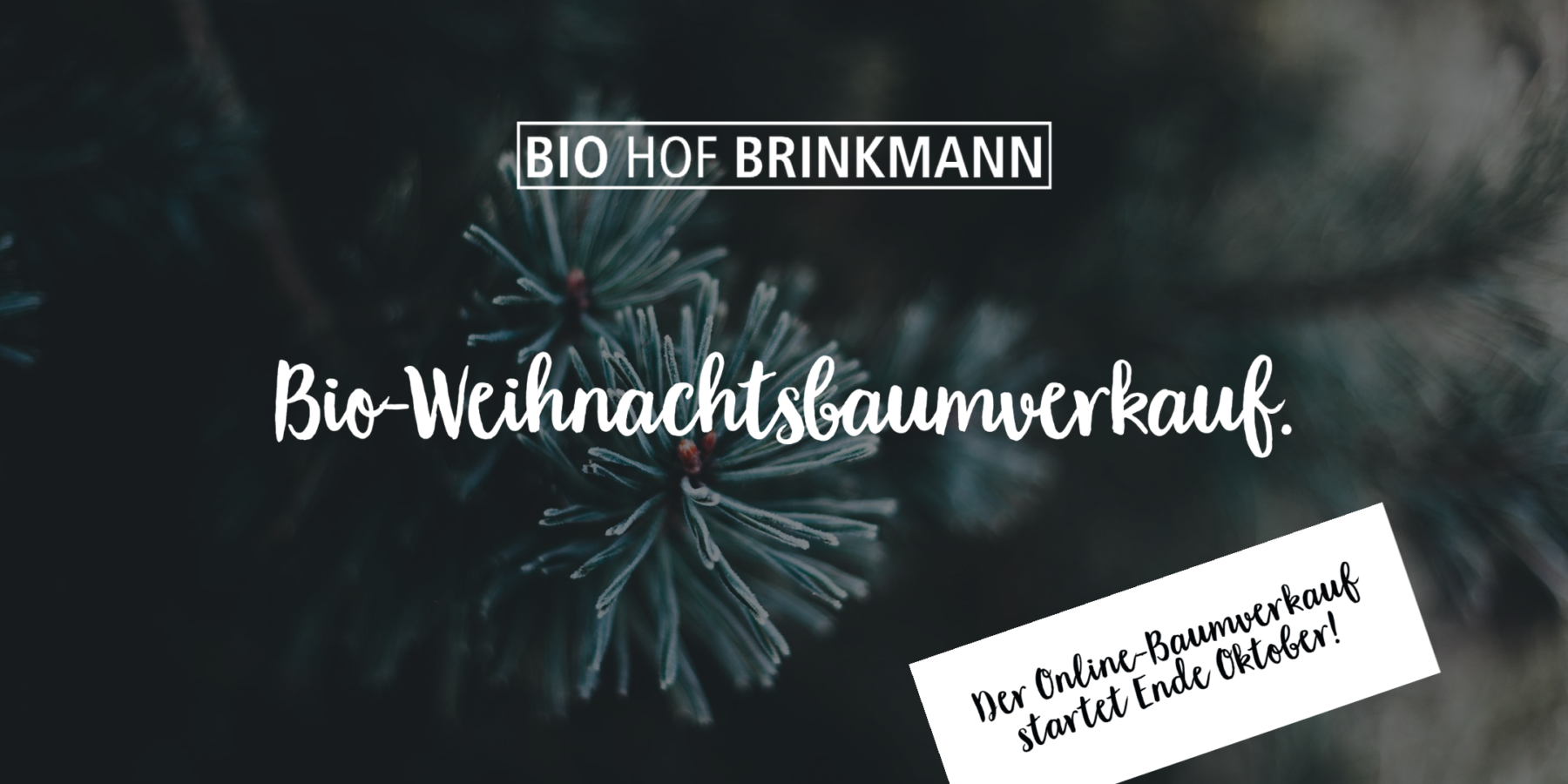 Bio-Weihnachtsbaumverkauf